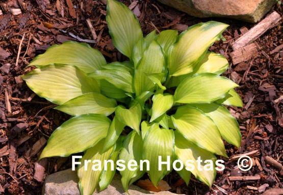 Hosta Paradise Tritone